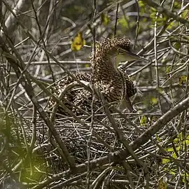juvenile on nest