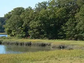 Egret in Back River