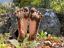 dirt-covered bare feet of a hiker in the forest