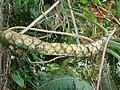 Eye-drop leaf scars on the stem of Thaumatophyllum bipinnatifidum