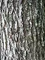 Same, bark of 30-year-old tree (2020)
