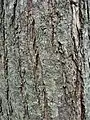 Bark of 20-year-old tree