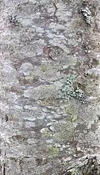 Bark of a young Pinus cembra, National Botanic Garden of Latvia