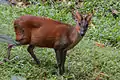 Barking deer at Thiruvananthapuram Zoo