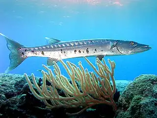 Ferocious barracuda prey in schools on parrotfish.