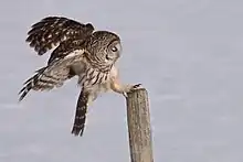 Landing on a fence post