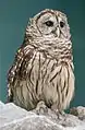 A barred owl (Strix varia) at Audubon Aquarium. This bird is injured and would not survive in the wild.