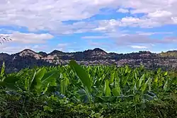 Plantain cultivation in Cibuco barrio