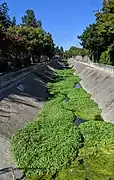 Barron Creek looking downstream from Cowper Street, Palo Alto