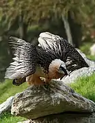 Adult spreading wings
