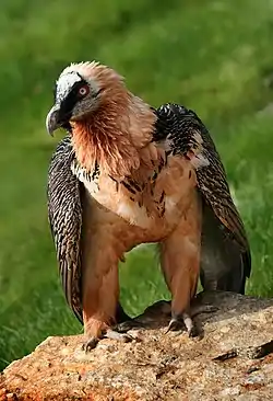 Bearded vulture (status: near threatened)