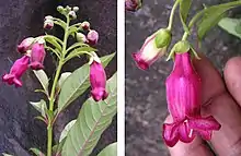 Barthlottia madagascariensis, a large shrub from the foxglove family in Madagascar discovered in 1996