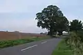 Narrow-leaved elms (East Anglian elm group), Dean Road, Bartlow, Cambridgeshire (2006)