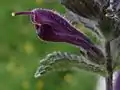 closeup of flower