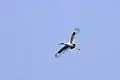 Black-necked Stork in Basai Wetland
