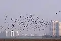 Starling murmuration at Basai