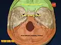 Posterior cranial fossa