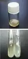 Hyphae of Basidiomycetes-X on an agar medium (upper, screw cap bottle; lower, test tube)