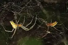 Mecynogea lemniscata: courtship