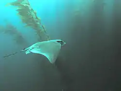 Bat ray in kelp forest, San Clemente Island.