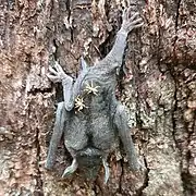 New Zealand bat flies (Mystacinobia zelandica) on a juvenile short-tailed bat (Mystacina tuberculata) in Fiordland