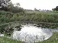 Reedfen at Batford Springs