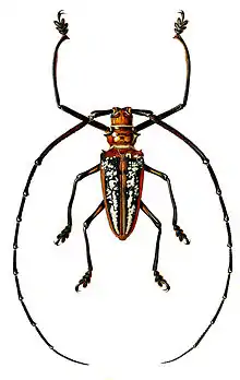 Illustration of Batocera wallacei from Archives entomologiques, ou, Recueil contenant des illustrations d'insectes nouveaux ou rares (1857)