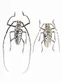 Batocera wallacei. Pair  ex coll. Felix Stumpe