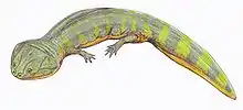 Batrachosuchus watsoni
