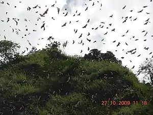 The Agumatsa wildlife sanctuary offers a chance to see a large colony of wild fruit bats