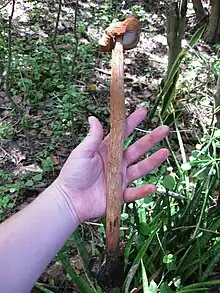 Outstretched hand holding a brown mushroom with stem about twice as long as the hand (from bottom edge of palm to tip of finger) and slightly thicker than a finger.