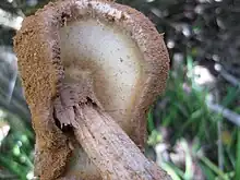 Close-up of mushroom cap at the end of what looks like a brown stick. The inner surface of the cap has a spongy-look and is light brown in color; the upper surface (mostly away from view) is brown with a fibrous or woolly surface.