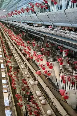 Three long rows of wire cages stacked on top of each other. Each cage contains multiple white chickens with red combs and wattles. Most chickens are poking their heads through the wire, allowing them to reach a long trough . Below the trough is a shelf onto which eggs have rolled from inside the cages. There is very little room between each chickens.