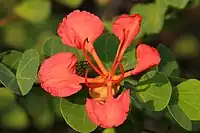 Flower of Bauhinia galpinii