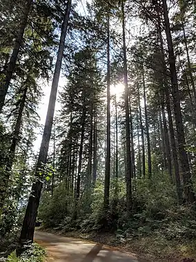 Sun peeking through tall old-growth trees