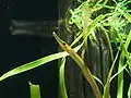 Bay pipefish (Syngnathus leptorhynchus) found in intertidal areas commonly among eelgrass
