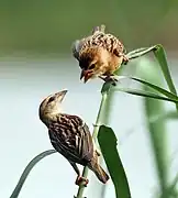 Female burmanicus feeding juvenile