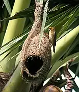 Male burmanicus at half-built nest in "helmet stage" without the entrance funnel