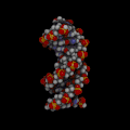 Animated, space-filling molecular model of the B-DNA double helix