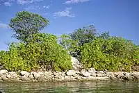 Image 30Scaevola taccada and Guettarda speciosa grow near the beach on Nanumea Atoll (from Geography of Tuvalu)