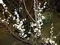 Beach plums in early stages of bloom