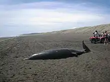 Gray's beaked whale