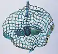 Faience pectoral scarab with spread wings and bead net, Royal Pump Room, Harrogate