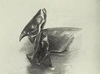 #113 (?/10/1938)Beak of the giant squid found washed ashore near Ravenscar, England, in October 1938 (Clarke, 1939:136, fig.). The only part of the animal that was saved, it was secured by William James Clarke and forwarded by him to London's Natural History Museum.