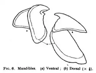 #111 (12/11/1935)Upper and lower beaks (Frost, 1936:93, fig. 6; see also radular teeth)