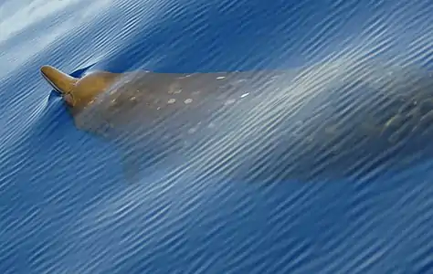 Blainville's beaked whale (M. densirostris) in the Bahamas