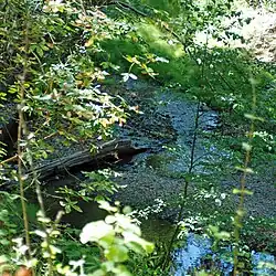 Mouth of Corte Madera Creek (left) at its confluence with Bear Creek (right) forming the San Francisquito Creek mainstem below Searsville Dam