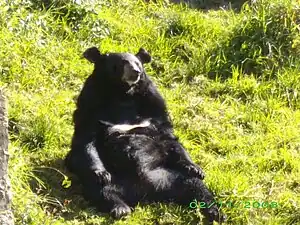 A Bear in the Pt. G B Pant High Altitude Zoo, Nainital.