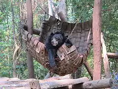 Bear in a hammockKuangsi sanctuary, Laos