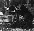 A black bear searching garbage pails in Yellowstone National Park, c. 1905.  Bear attacks on humans led to changes in park's garbage management procedures.
